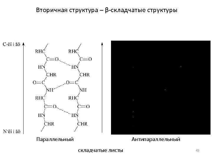 Вторичная структура – β-складчатые структуры Параллельный Антипараллельный складчатые листы 43 