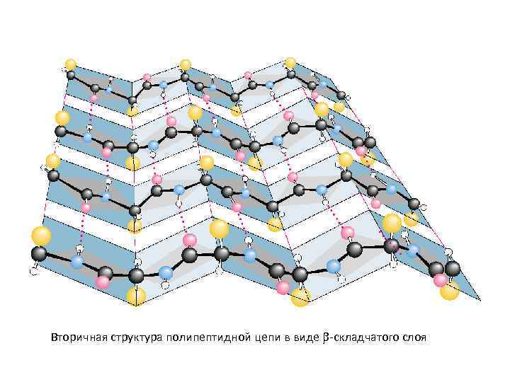 Вторичная структура полипептидной цепи в виде -складчатого слоя 
