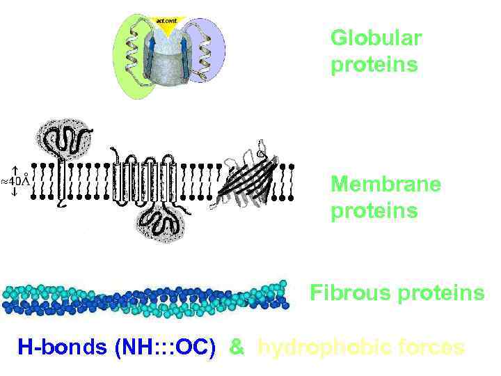 Globular proteins Membrane proteins Fibrous proteins H-bonds (NH: : : OC) & hydrophobic forces