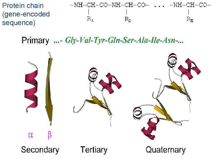 Protein chain (gene-encoded sequence) 