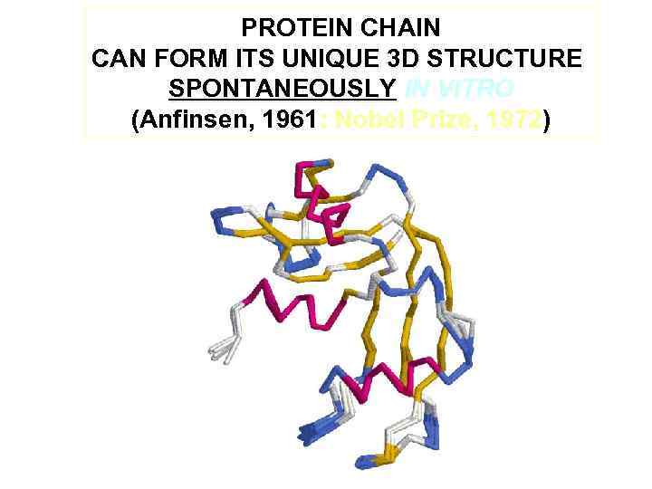 PROTEIN CHAIN CAN FORM ITS UNIQUE 3 D STRUCTURE SPONTANEOUSLY IN VITRO (Anfinsen, 1961: