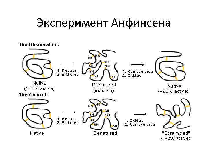 Эксперимент Анфинсена 