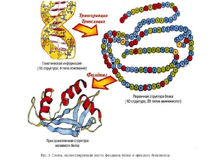 Фолдинг белка. Молекулы белка фолдинг. Стадии фолдинга белка. Фолдинг полипептидных цепей. Третичная структура белка фолдинг.