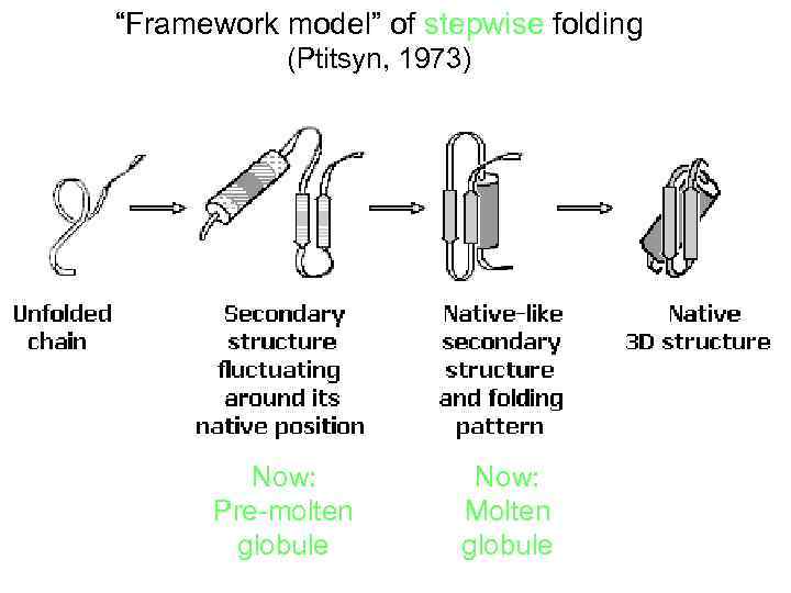 “Framework model” of stepwise folding (Ptitsyn, 1973) Now: Pre-molten globule Now: Molten globule 