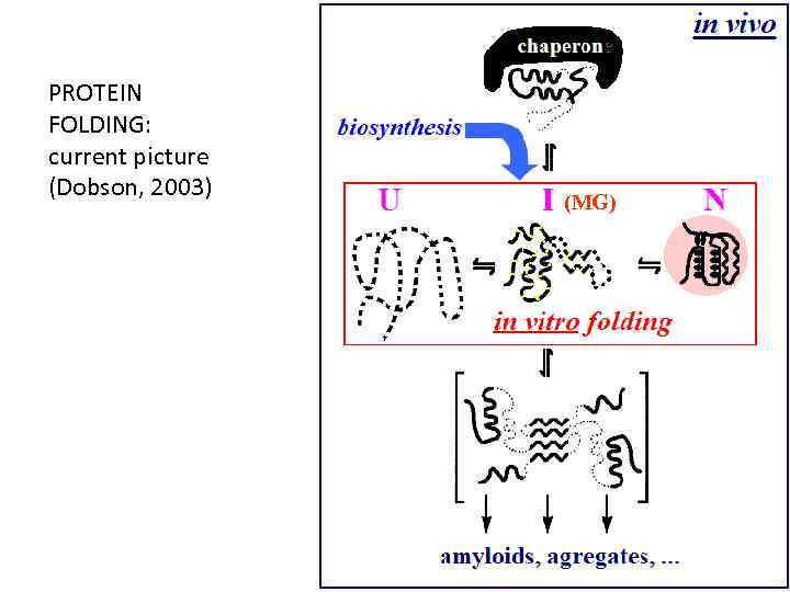 e PROTEIN FOLDING: current picture (Dobson, 2003) (MG) 
