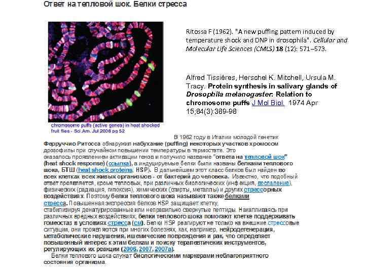 Ritossa F (1962). "A new puffing pattern induced by temperature shock and DNP in