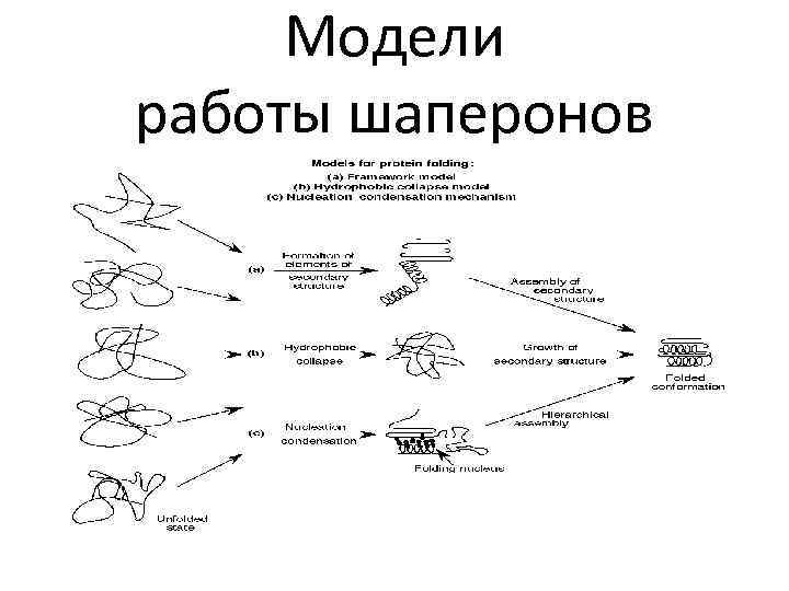 Модели работы шаперонов 