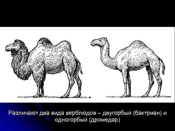 Различают два вида верблюдов – двугорбый (бактриан) и одногорбый (дромедар) 