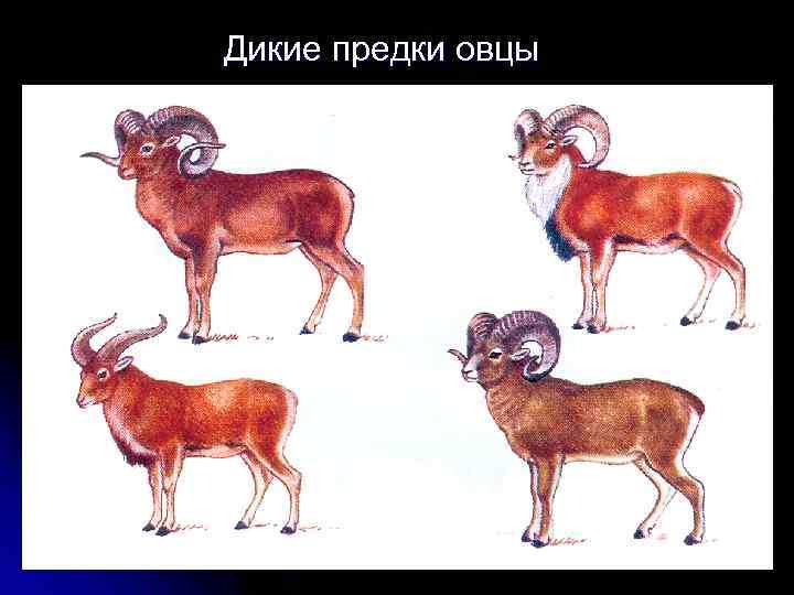 Дикие предки овцы 