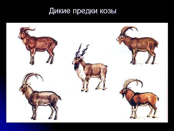 Дикие предки козы 