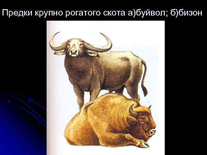 Предки крупно рогатого скота а)буйвол; б)бизон 