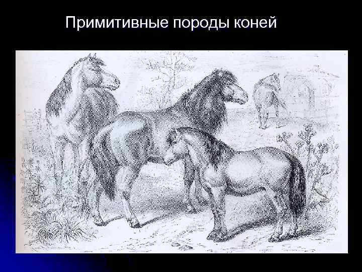 Примитивные породы коней 