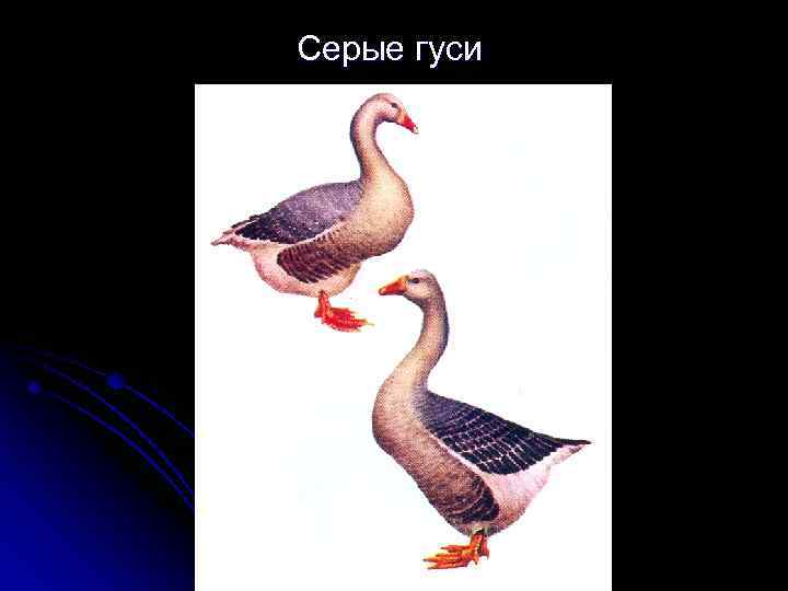Серые гуси 