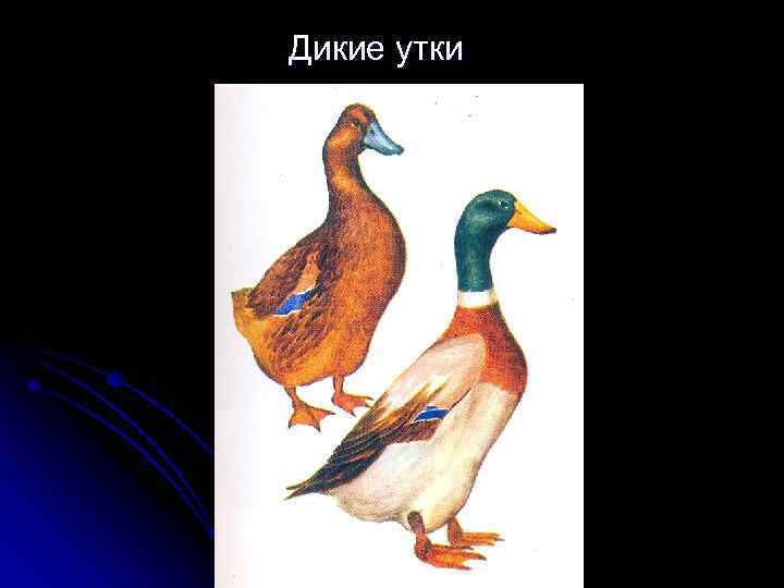 Дикие утки 