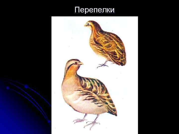 Перепелки 