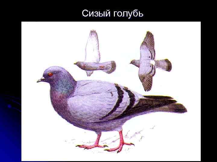 Сизый голубь 