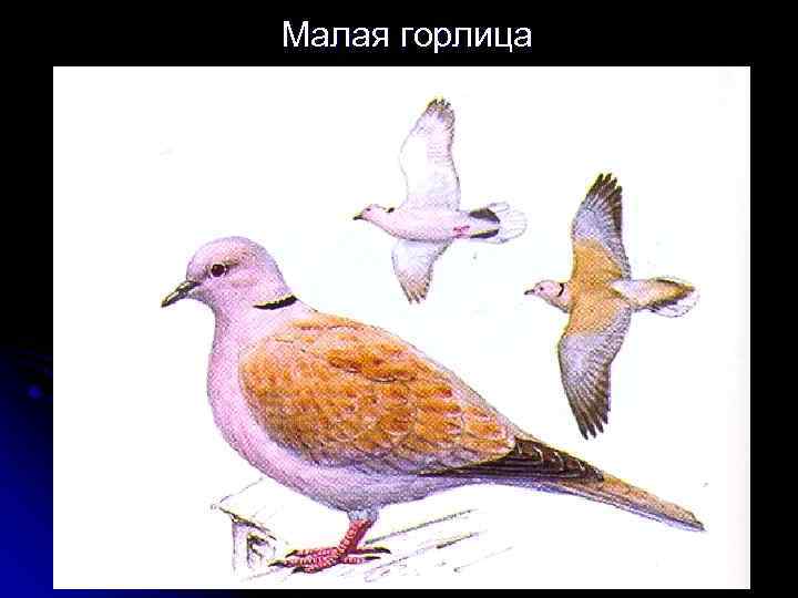 Малая горлица 