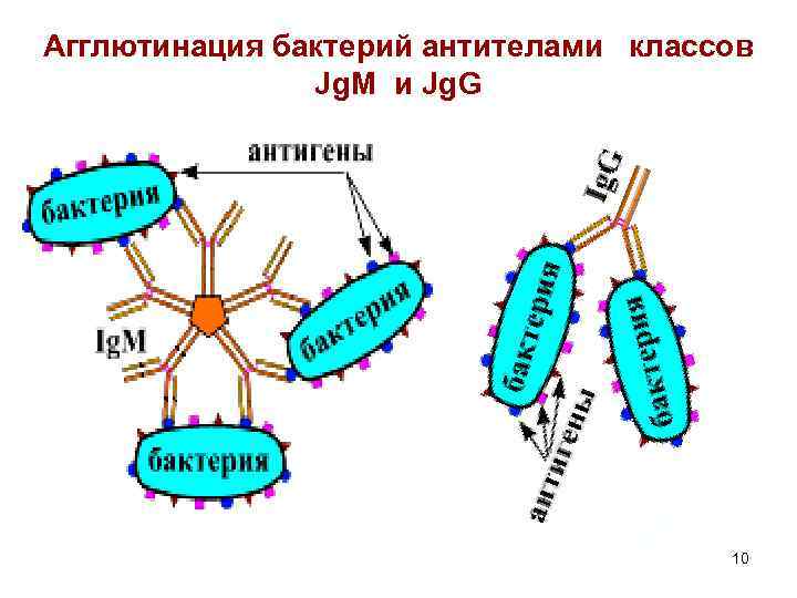 Агглютинация бактерий антителами классов Jg. M и Jg. G 10 