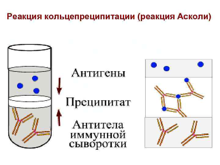 Уколочная реакция при диаскинтесте фото