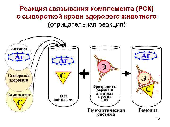 Схема постановки реакции связывания комплемента