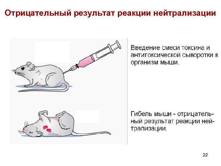 Реакция нейтрализации иммунология схема