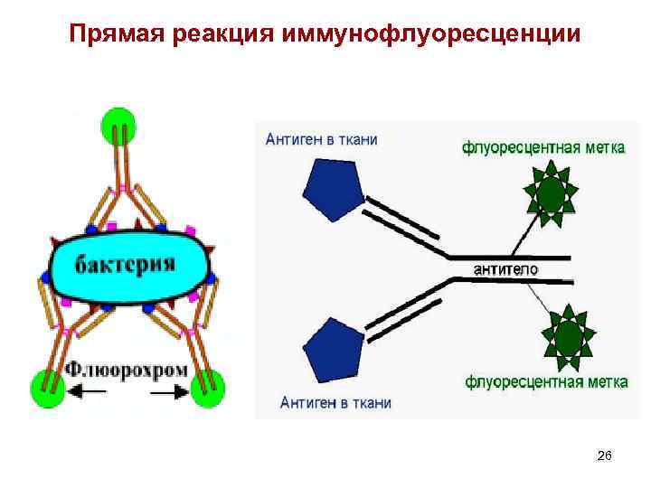 Прямая реакция иммунофлуоресценции 26 