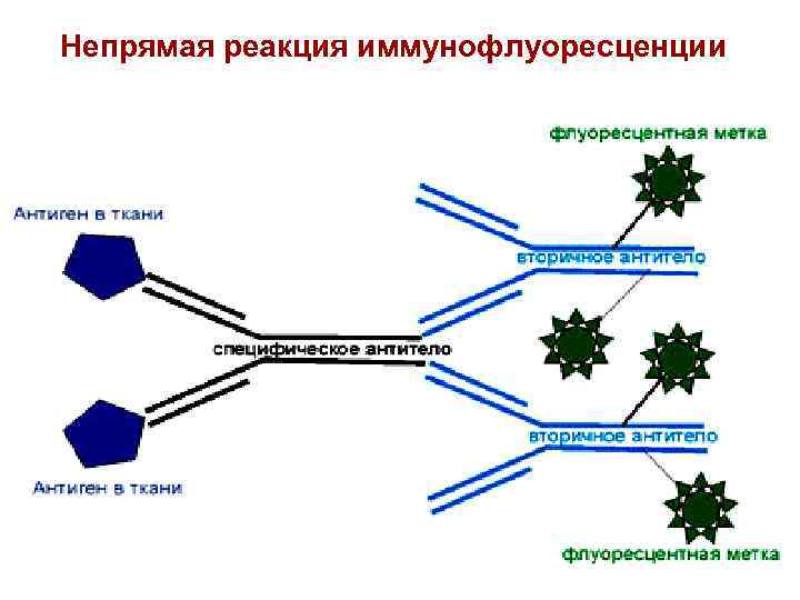 Схема риф микробиология