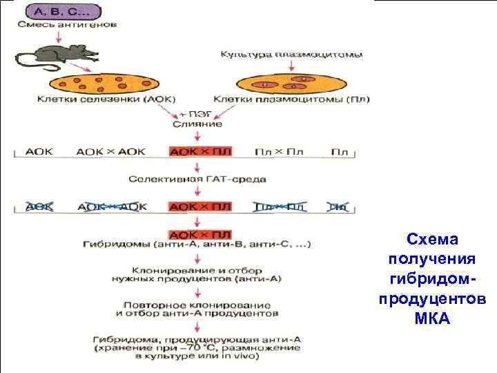 Схема получения финальных гибридов птицы