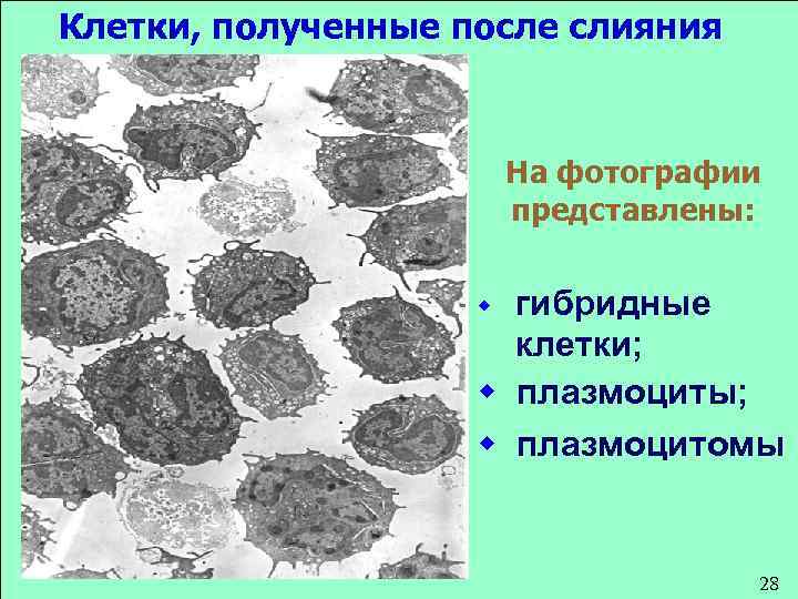 Клетки, полученные после слияния На фотографии представлены: гибридные клетки; w плазмоциты; w плазмоцитомы w