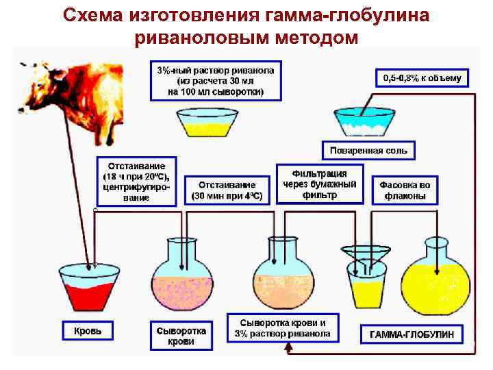 Схема изготовления гамма глобулина риваноловым методом 40 