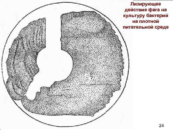 Лизирующее действие фага на культуру бактерий на плотной питательной среде . 65 24 