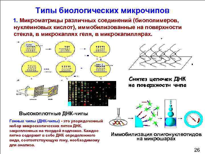 Типы биологических микрочипов 1. Микроматрицы различных соединений (биополимеров, нуклеиновых кислот), иммобилизованные на поверхности стекла,