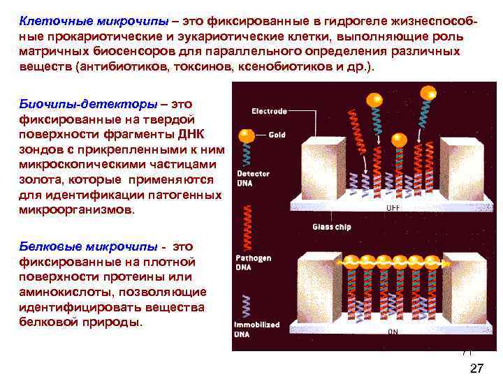 Клеточные микрочипы – это фиксированные в гидрогеле жизнеспособ ные прокариотические и эукариотические клетки, выполняющие