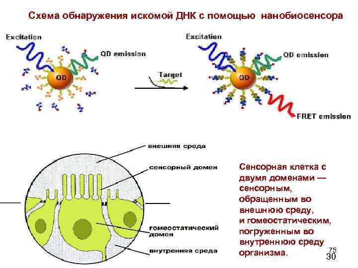 Оптимальной схемой приема микродозированных кок является