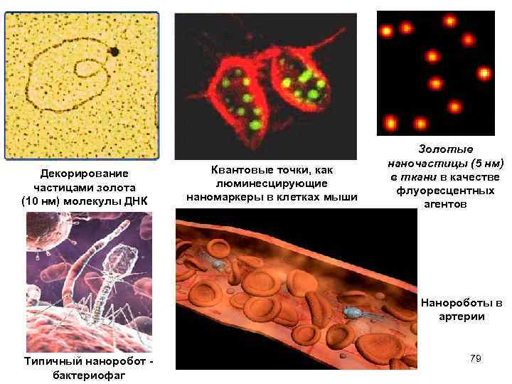 Декорирование частицами золота (10 нм) молекулы ДНК Квантовые точки, как люминесцирующие наномаркеры в клетках