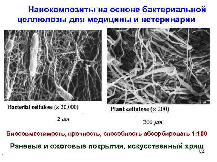 Нанокомпозиты на основе бактериальной целлюлозы для медицины и ветеринарии Биосовместимость, прочность, способность абсорбировать 1: