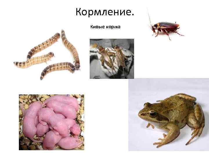 Кормление. Живые корма 