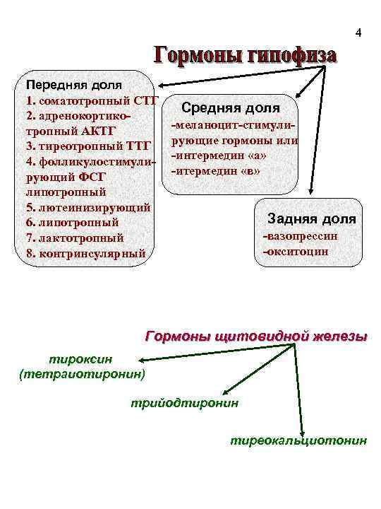 4 Передняя доля 1. соматотропный СТГ 2. адренокортикотропный АКТГ 3. тиреотропный ТТГ 4. фолликулостимулирующий