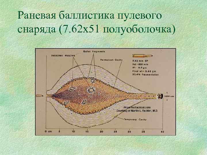 Раневая баллистика пулевого снаряда (7. 62 х51 полуоболочка) 