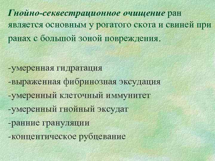 Гнойно-секвестрационное очищение ран является основным у рогатого скота и свиней при ранах с большой