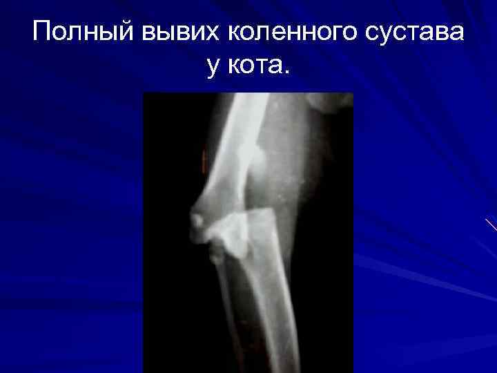 Полный вывих коленного сустава у кота. 
