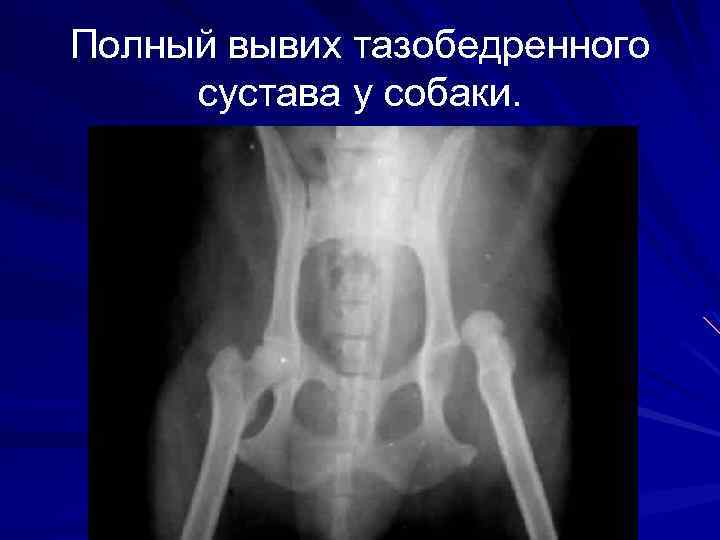 Полный вывих тазобедренного сустава у собаки. 