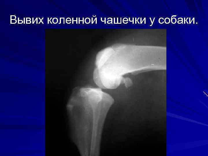 Вывих коленной чашечки у собаки. 