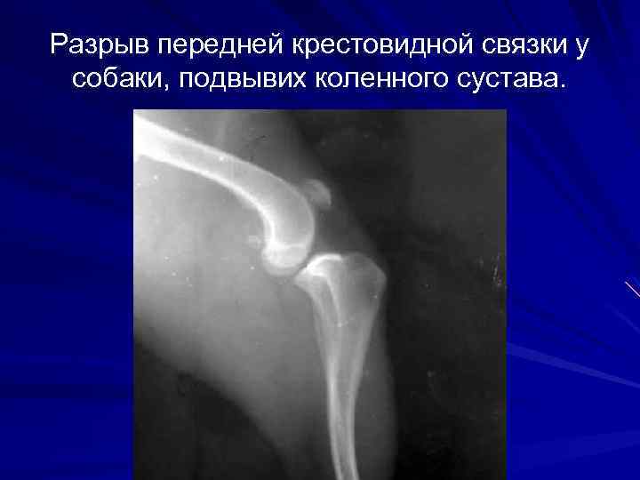 Разрыв передней крестовидной связки у собаки, подвывих коленного сустава. 
