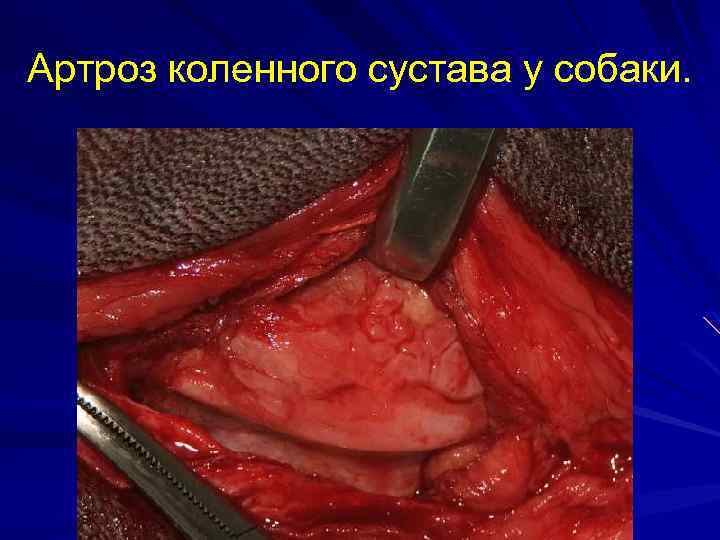 Артроз коленного сустава у собаки. 