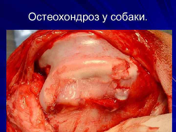 Остеохондроз у собаки. 