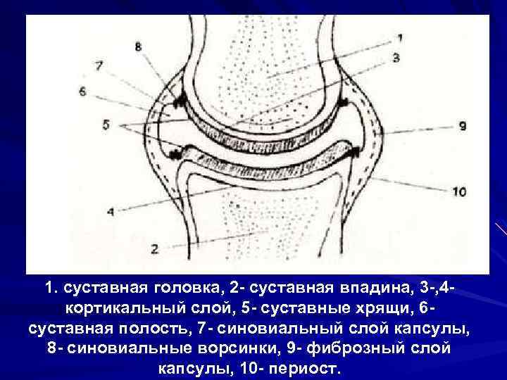 1. суставная головка, 2 - суставная впадина, 3 -, 4 кортикальный слой, 5 -