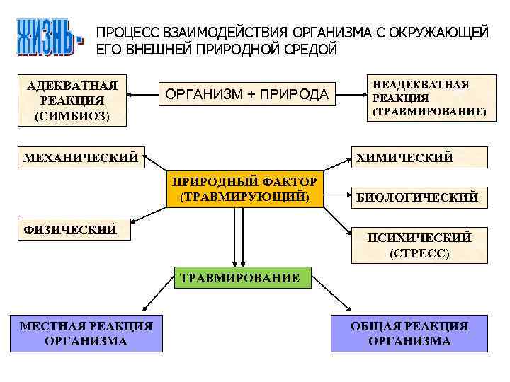 ПРОЦЕСС ВЗАИМОДЕЙСТВИЯ ОРГАНИЗМА С ОКРУЖАЮЩЕЙ ЕГО ВНЕШНЕЙ ПРИРОДНОЙ СРЕДОЙ АДЕКВАТНАЯ РЕАКЦИЯ (СИМБИОЗ) ОРГАНИЗМ +