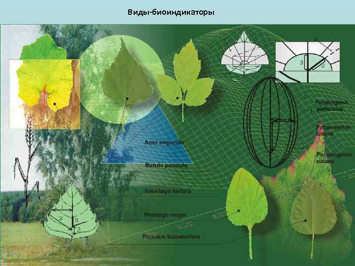 Виды-биоиндикаторы 