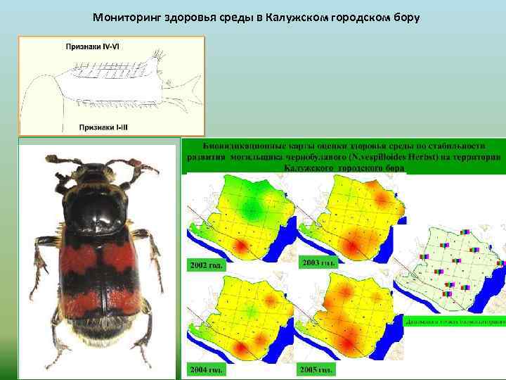Мониторинг здоровья среды в Калужском городском бору 